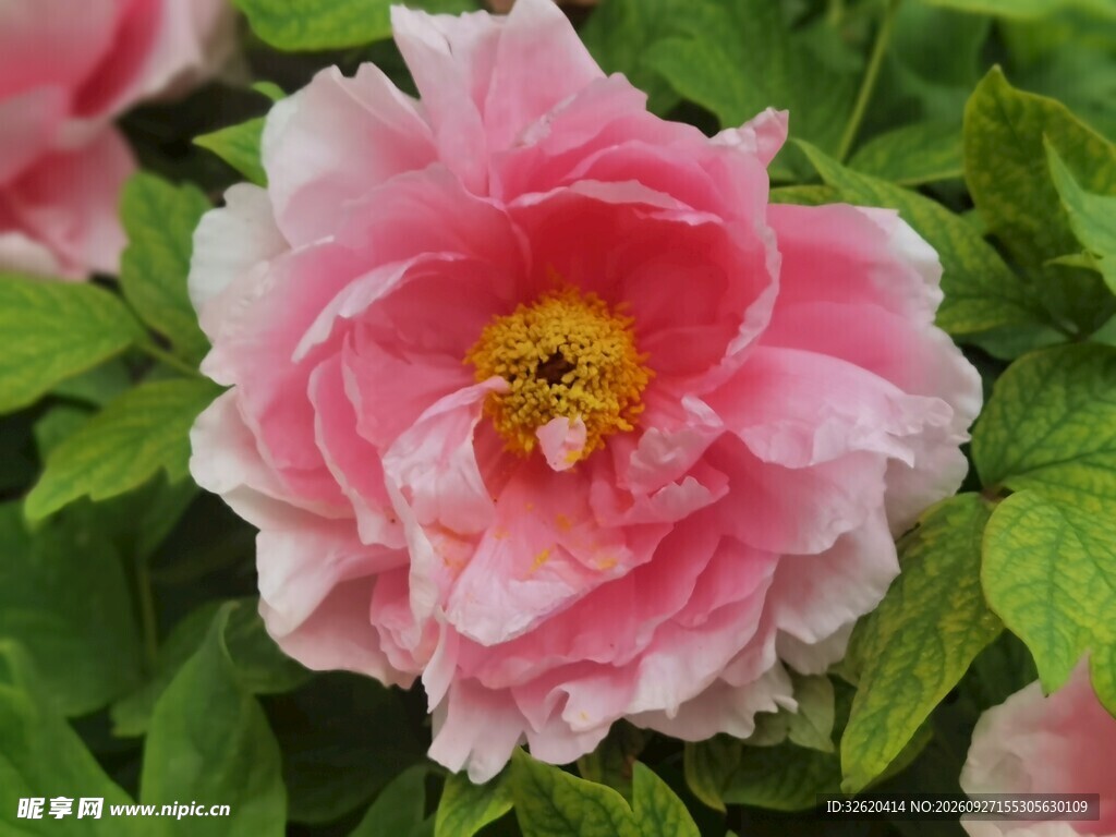 盛开的粉色牡丹