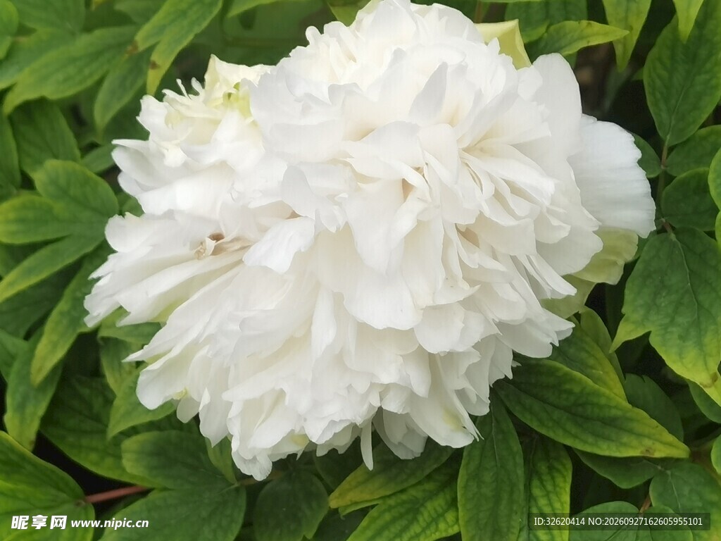白色重瓣芍药花