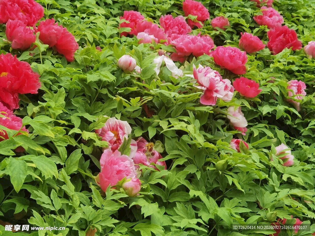 春日牡丹花丛