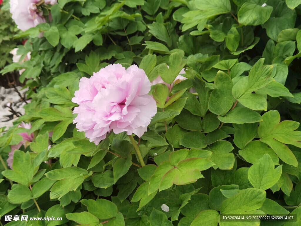 绿叶间的粉色牡丹花