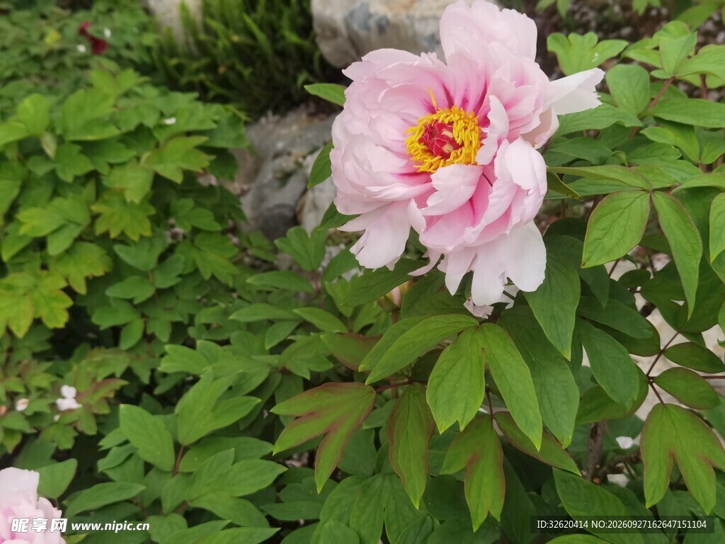 浅粉牡丹花开