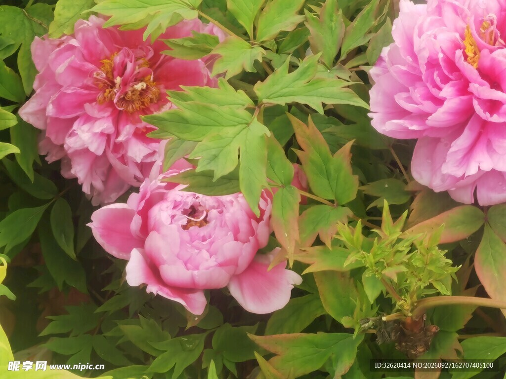 粉色蔷薇花盛开