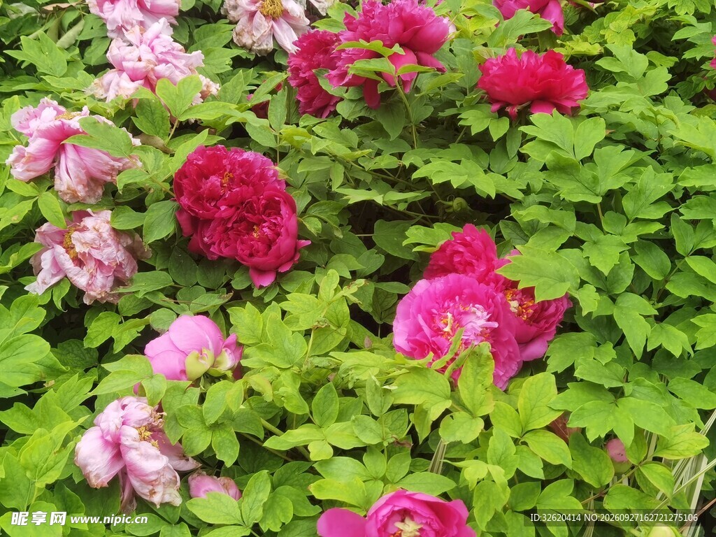 盛放的牡丹花丛