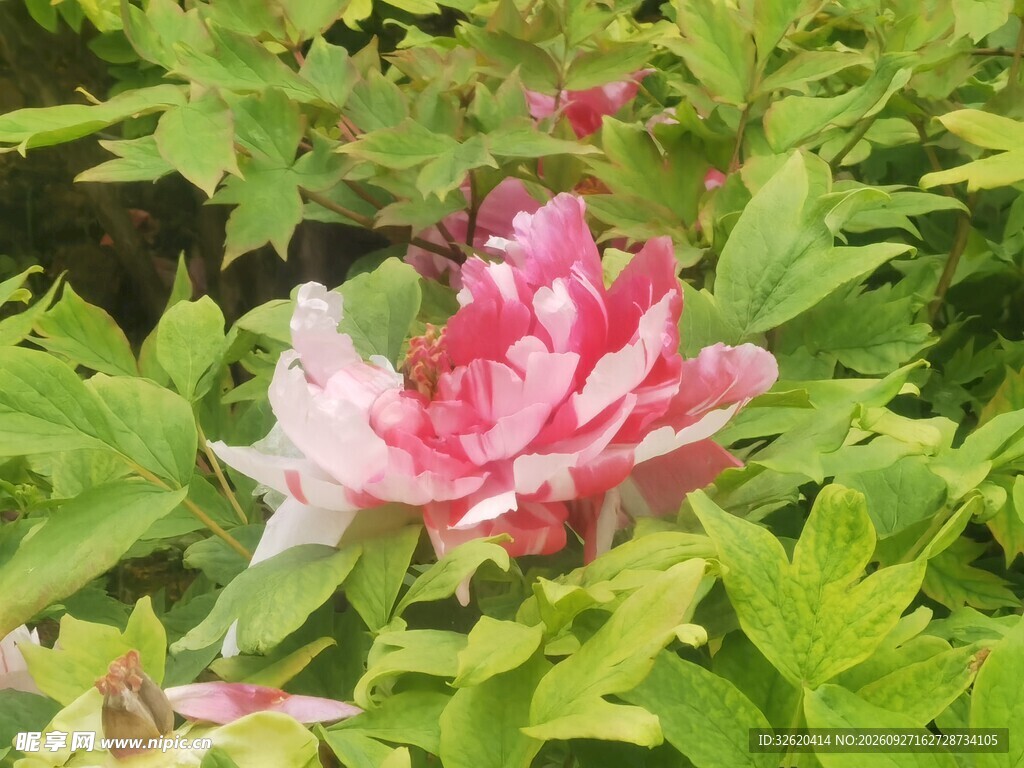 绿叶丛中粉牡丹