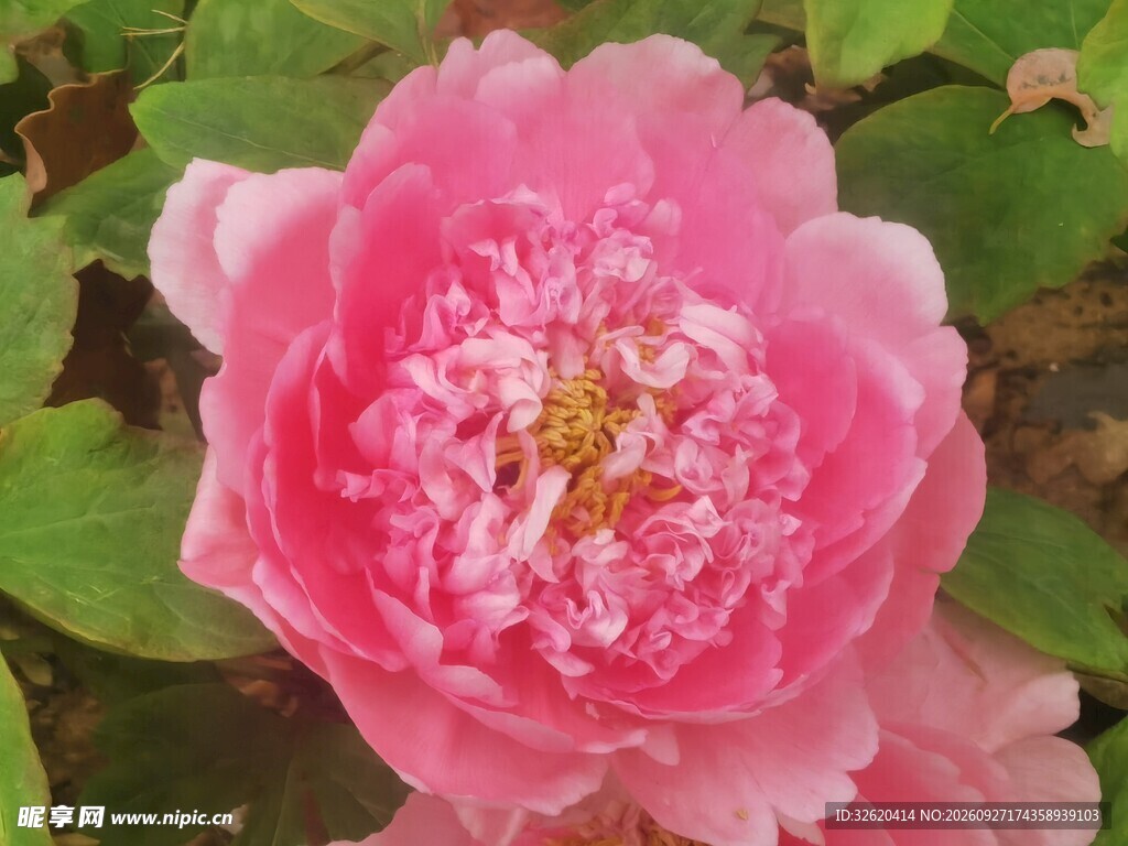 盛开的粉色牡丹花