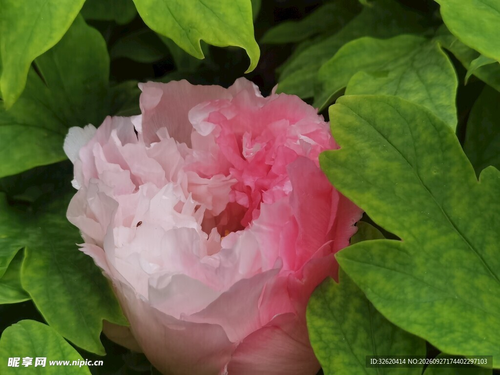 绿叶间的粉牡丹花
