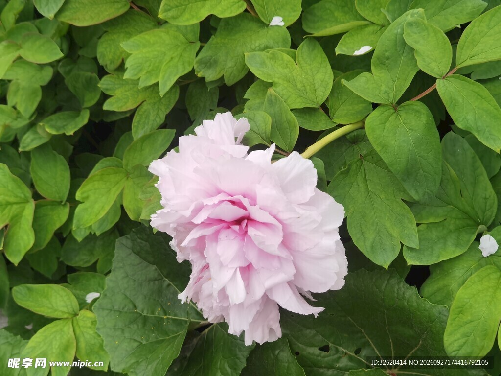 绿叶丛中浅粉牡丹花