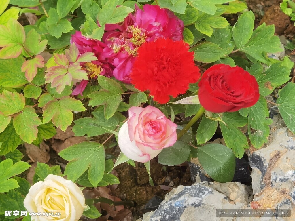 多彩月季花开
