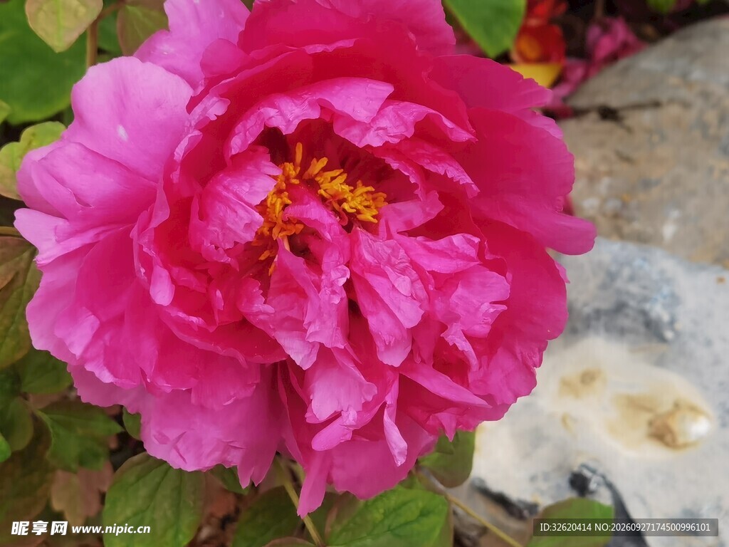 盛开的紫红色牡丹