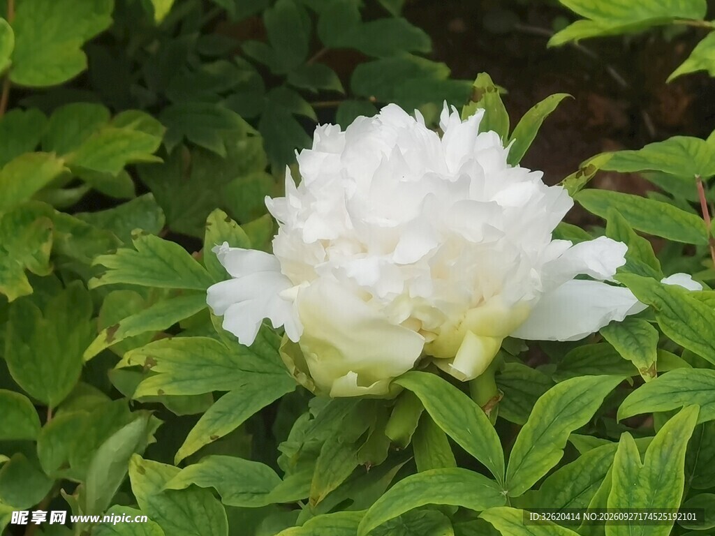 绿叶丛中白色芍药花