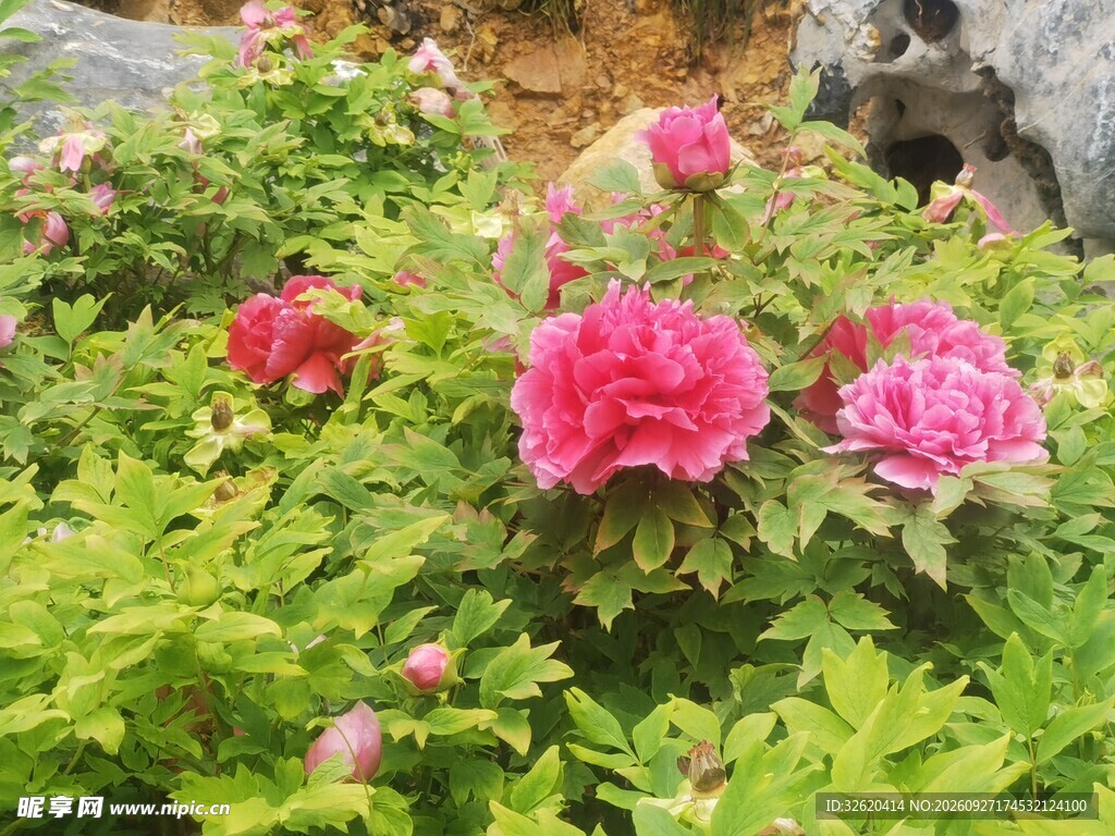 盛放的红牡丹花丛