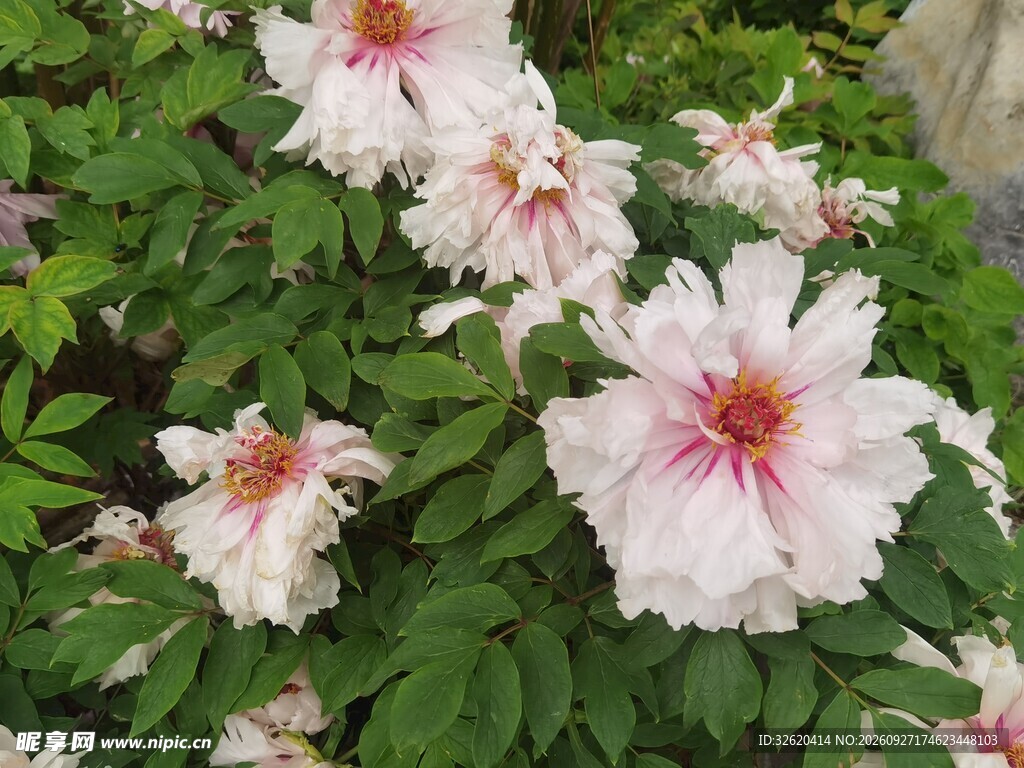 粉牡丹花丛盛放