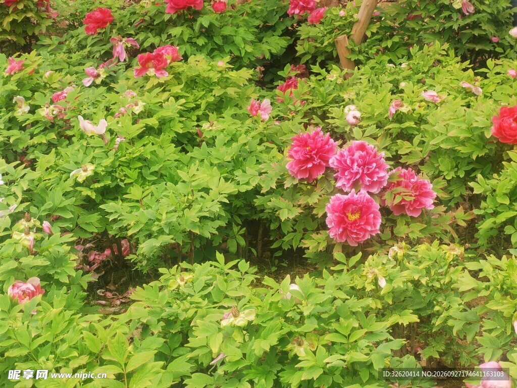 牡丹花
