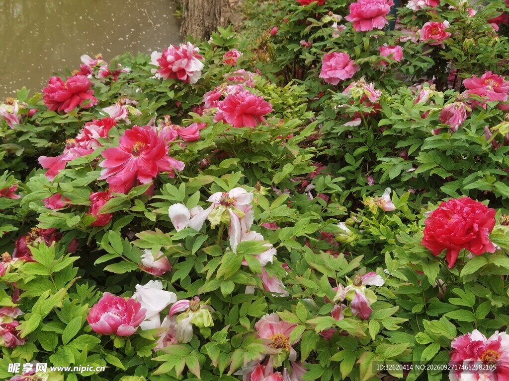 牡丹花丛盛景
