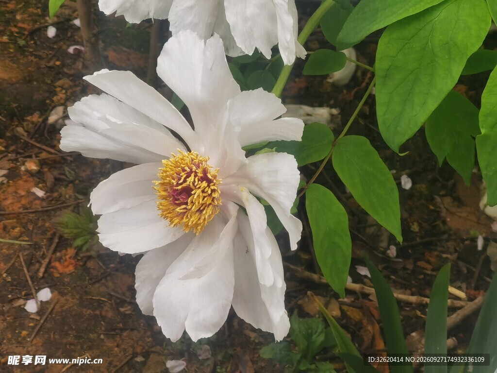牡丹花