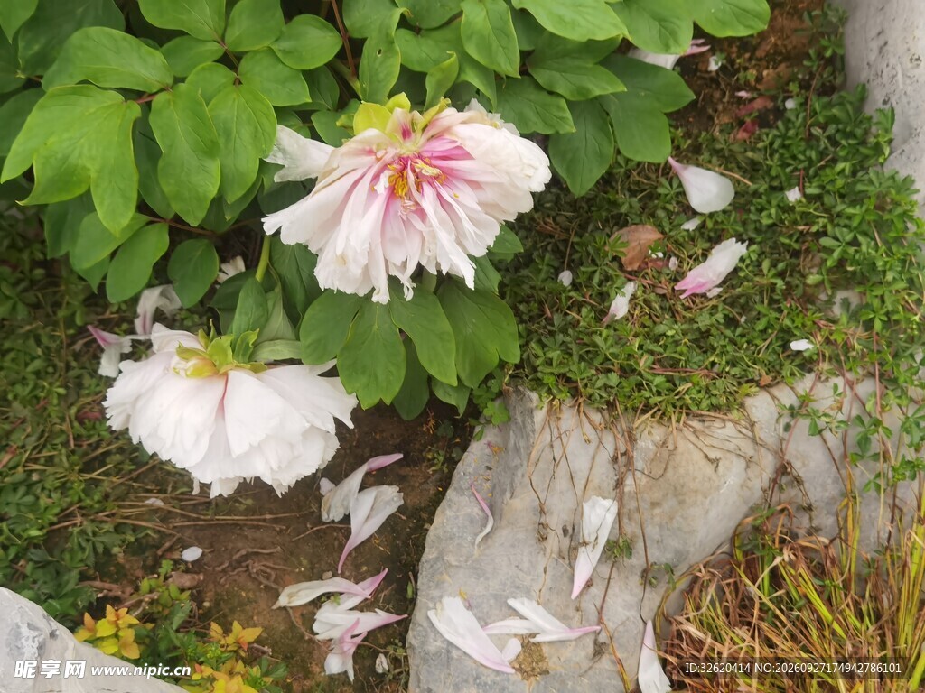 春日粉白牡丹花开