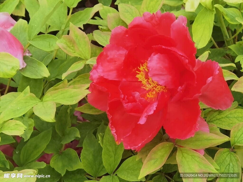 绿叶丛中盛开的红芍药