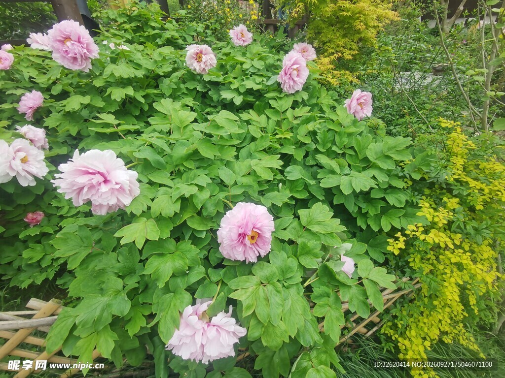 盛开的粉色牡丹花丛