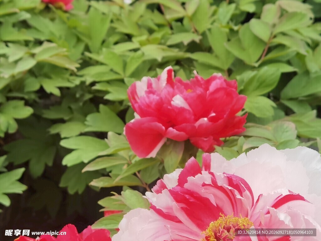春日红牡丹盛放