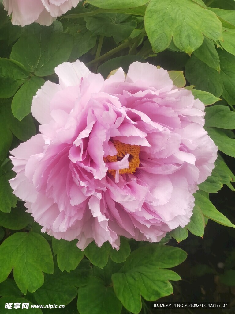 盛开的粉色牡丹花