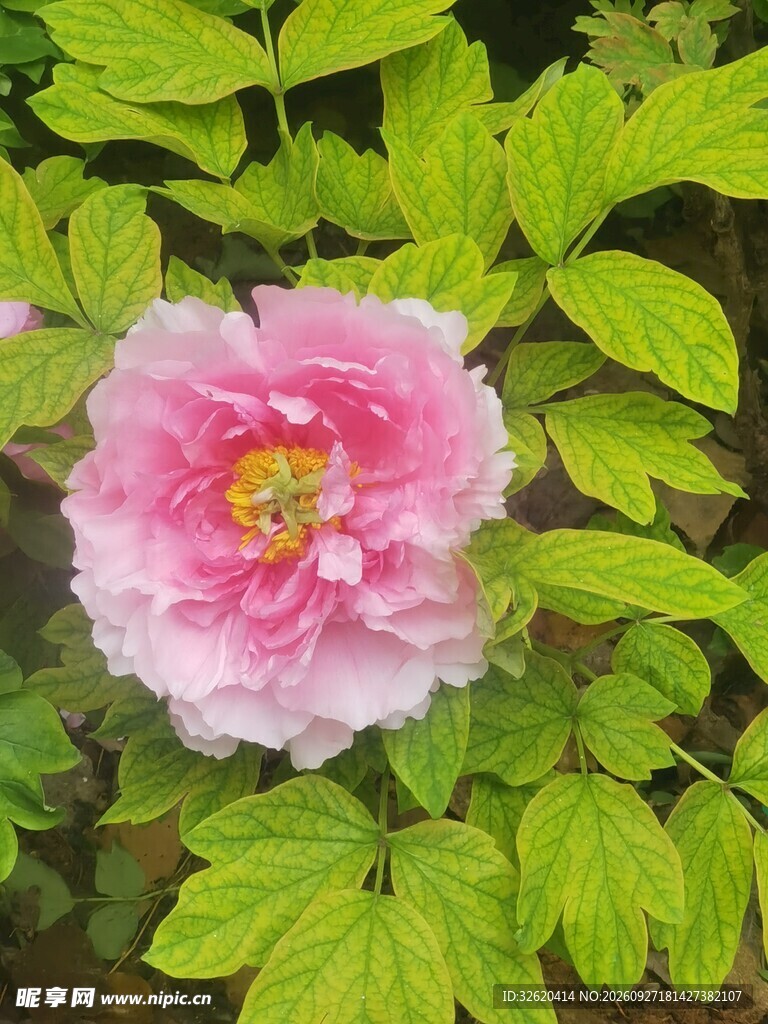 绿叶间的粉牡丹
