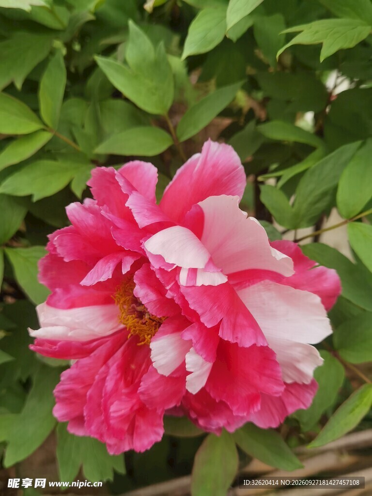 粉色牡丹花