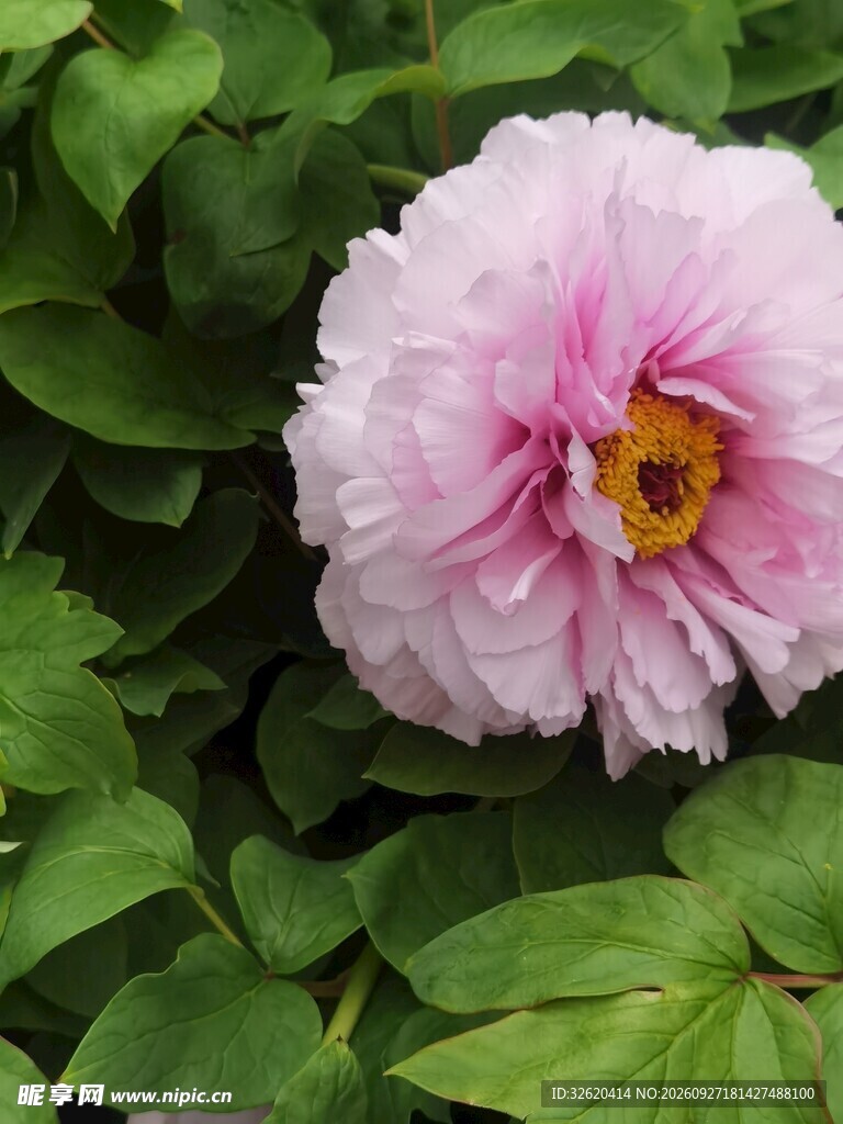 浅粉牡丹花