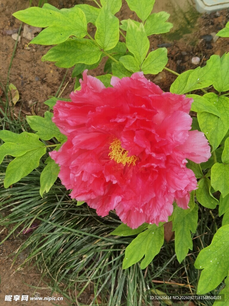 盛放的红色牡丹花