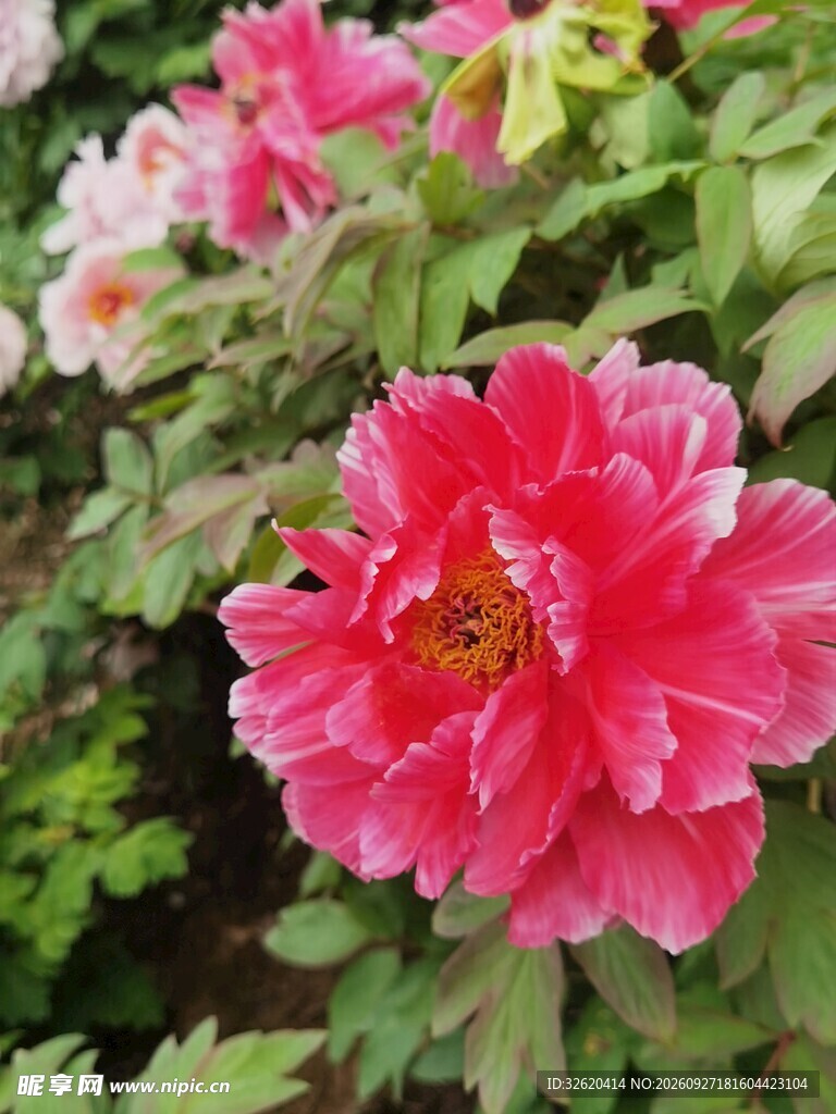 盛开的红牡丹