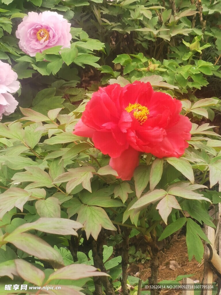 牡丹花