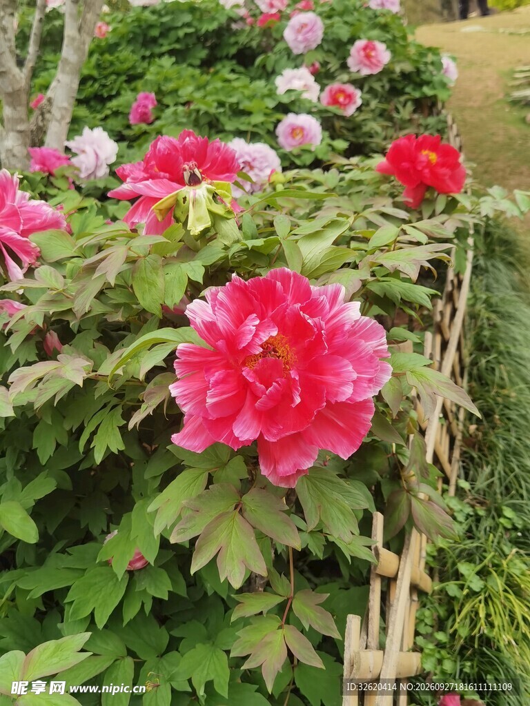 盛放的红牡丹花丛