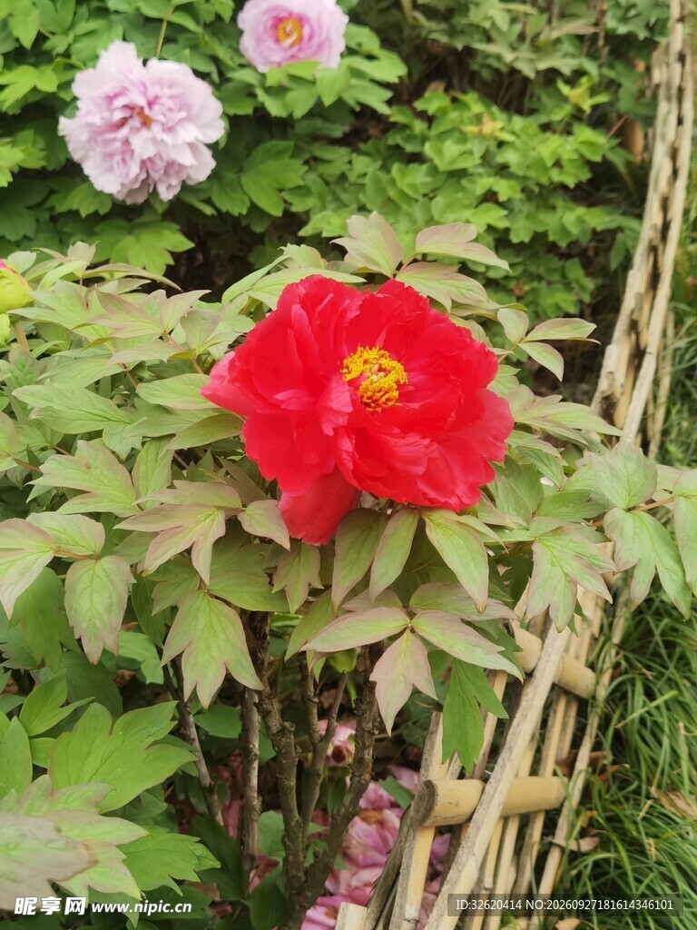春日红牡丹盛开