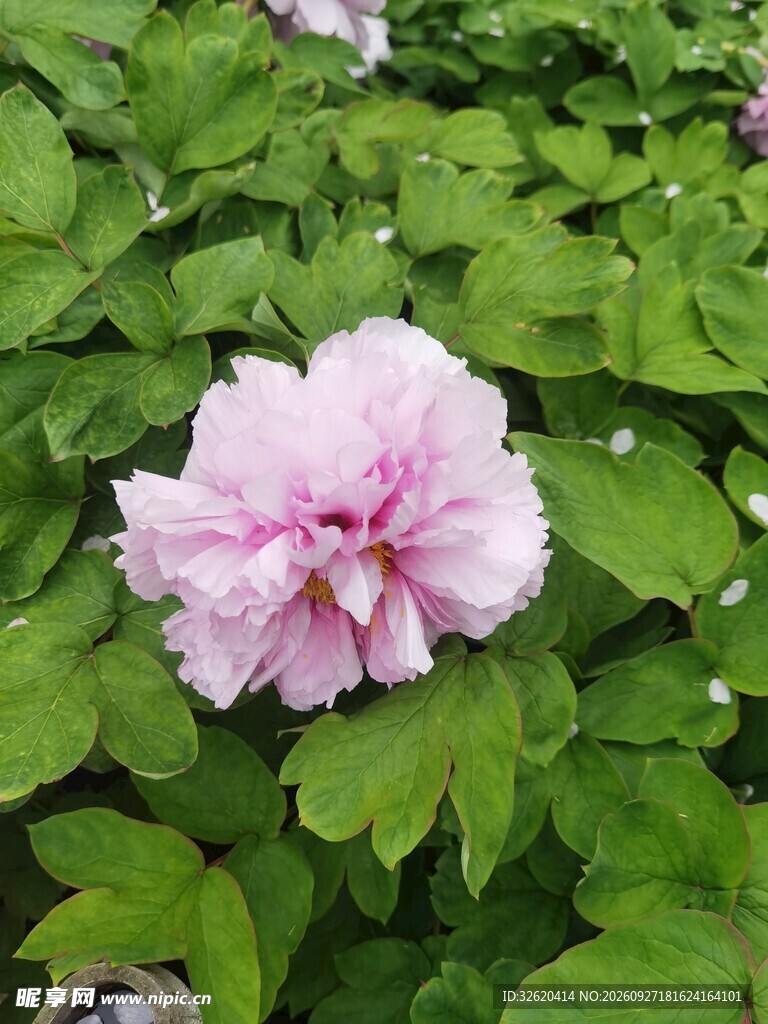 粉牡丹花开绿叶间