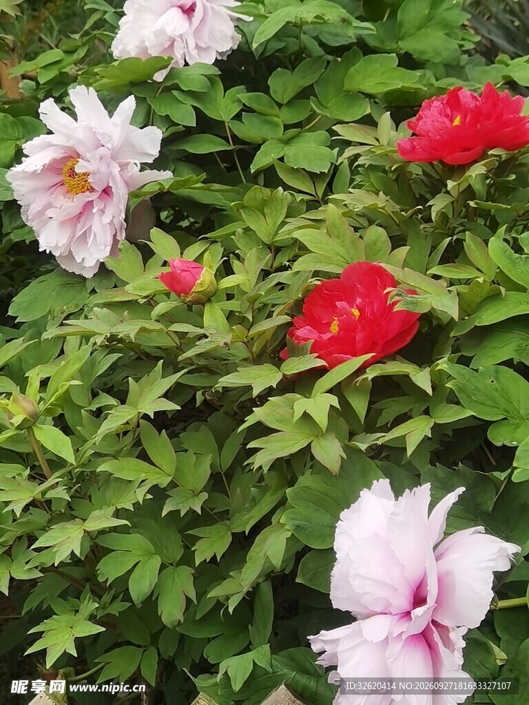 盛放的牡丹花丛