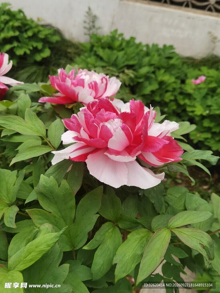 红白牡丹盛放