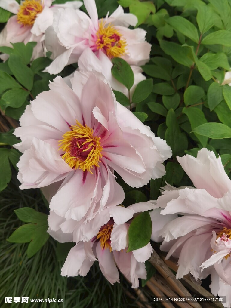 浅粉牡丹花盛开