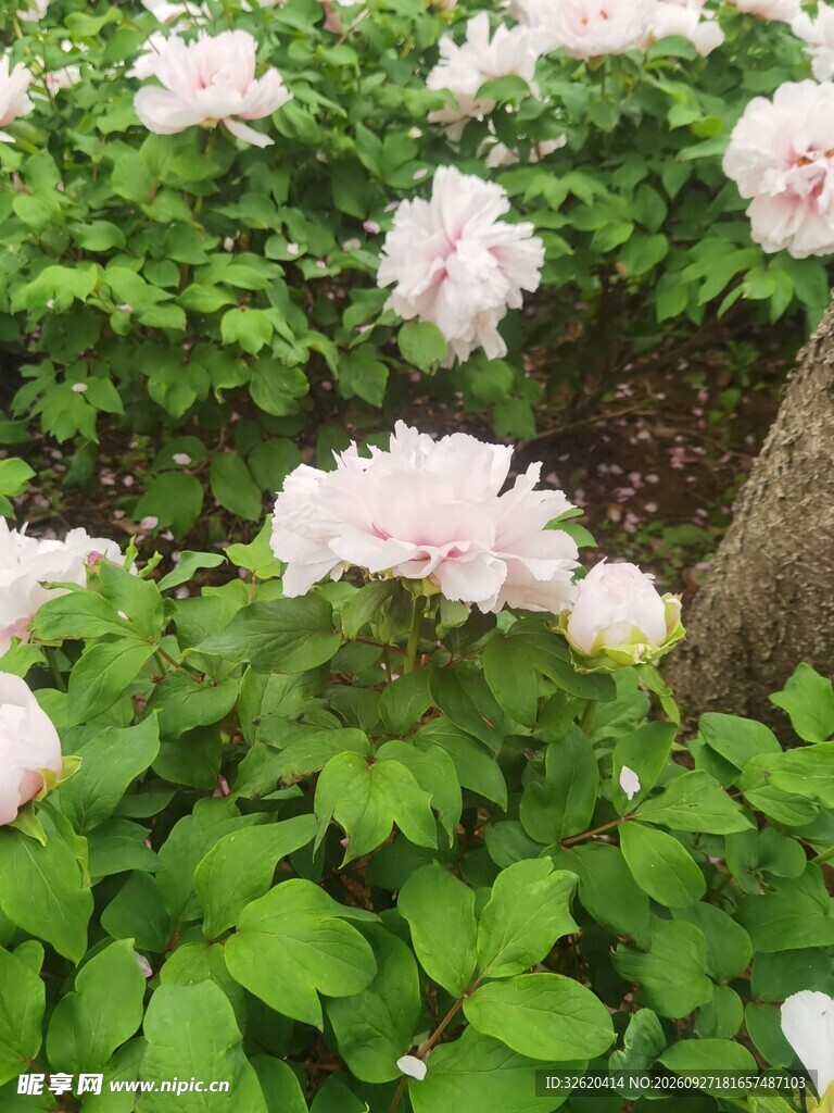 春日粉牡丹盛开