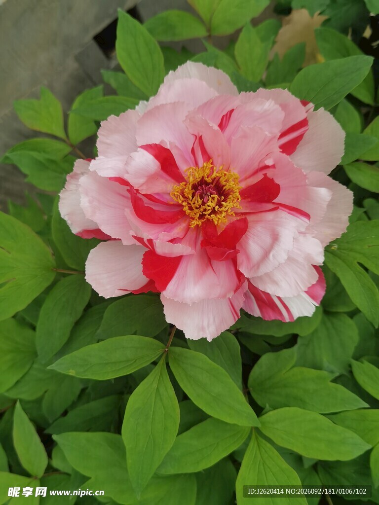 粉牡丹花开