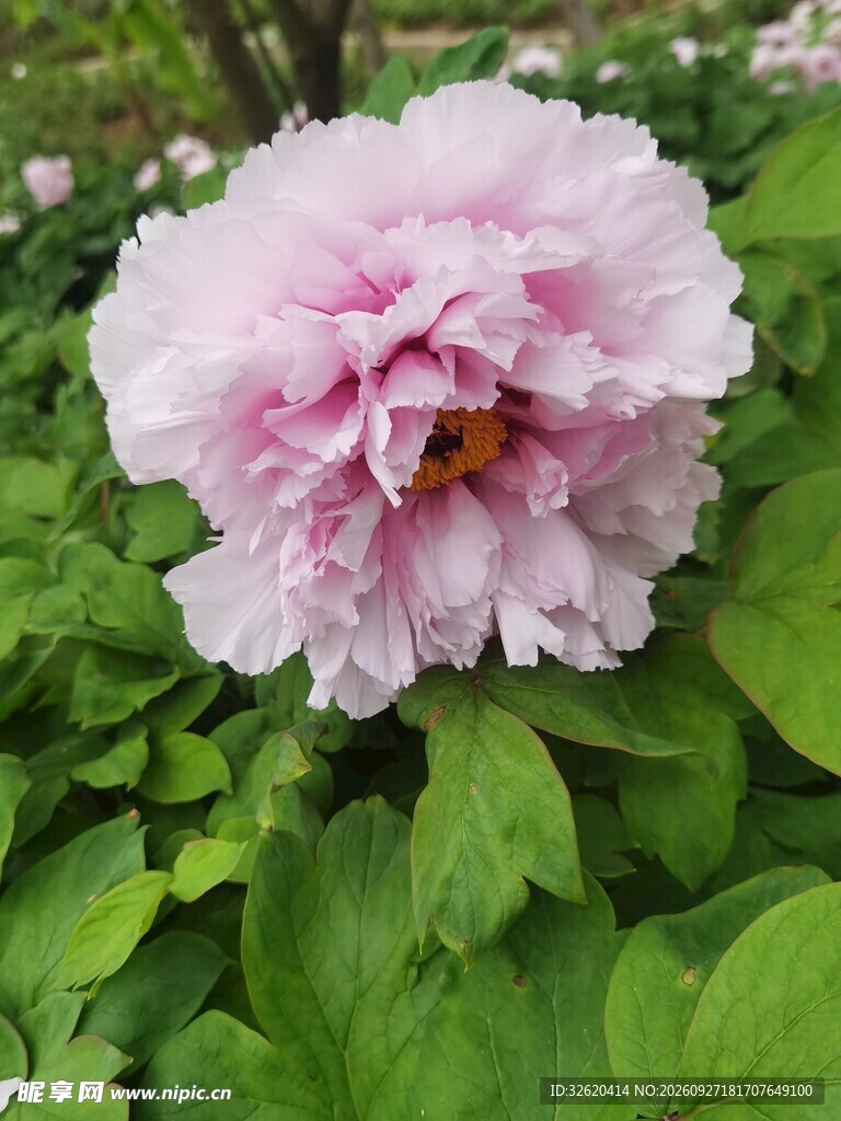 浅粉牡丹花盛开