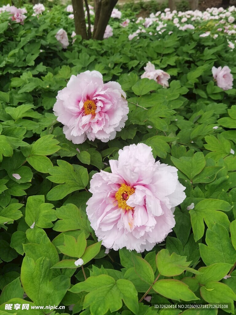 春日粉牡丹盛放