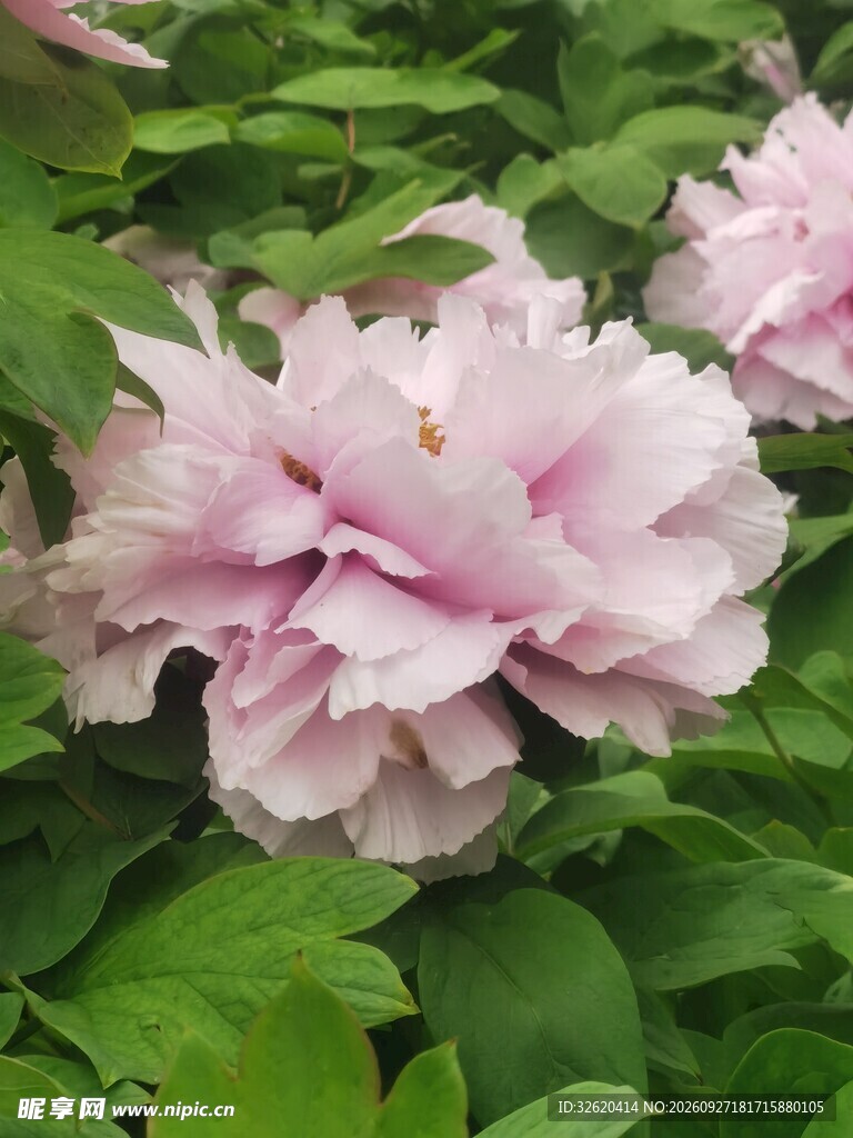 盛开的粉色芍药花