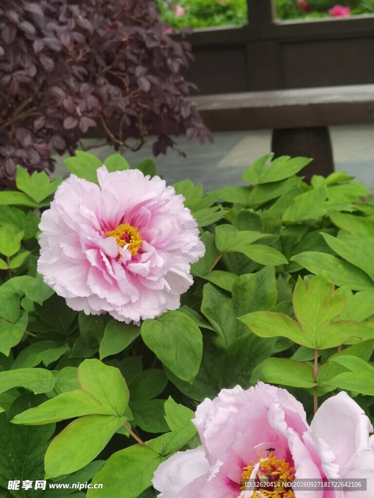 粉牡丹花
