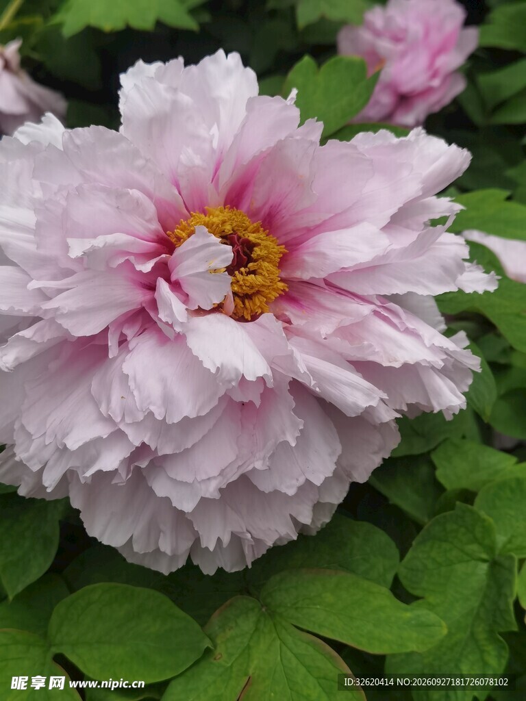 带露粉牡丹