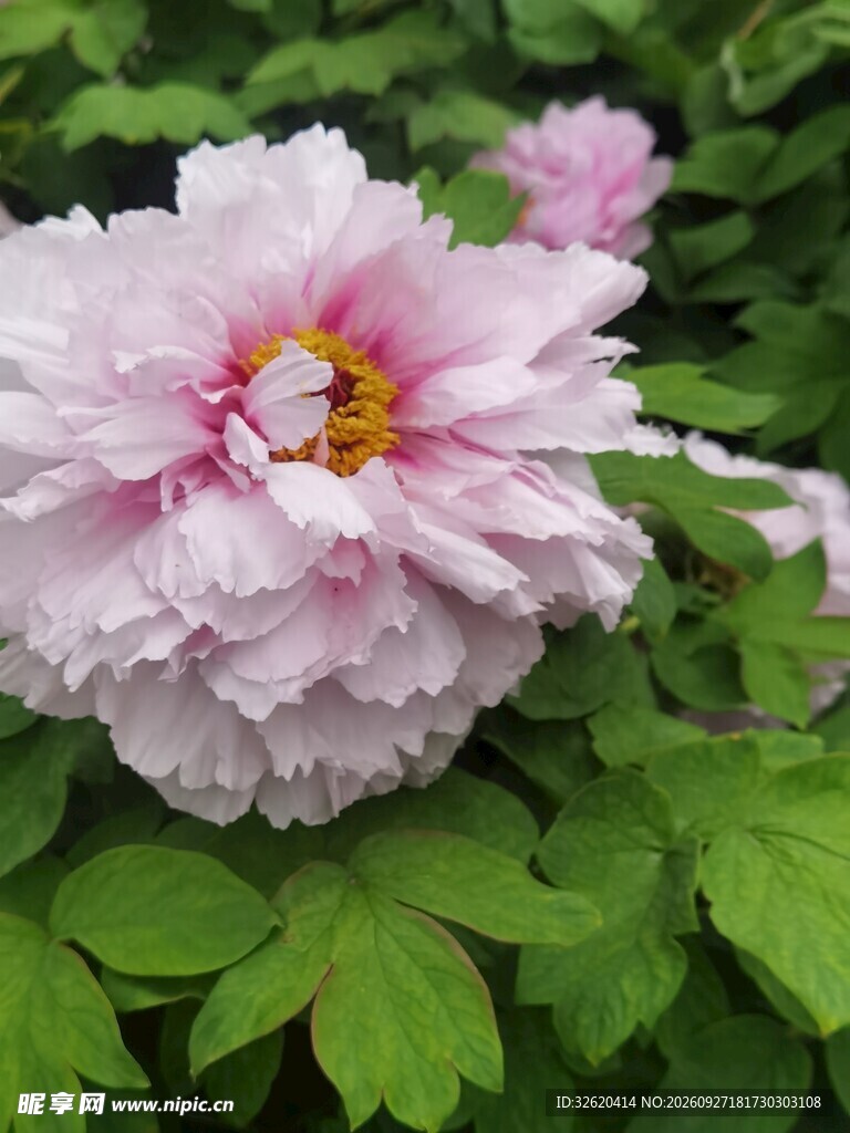 带水珠的粉牡丹