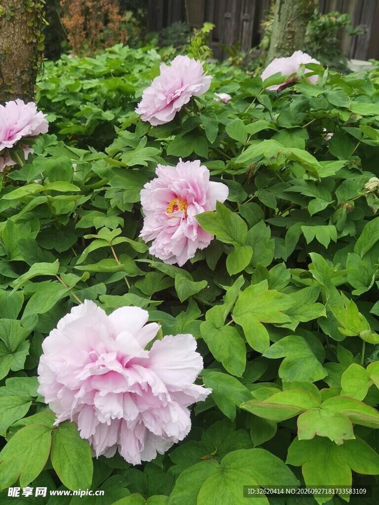 粉牡丹花丛盛景