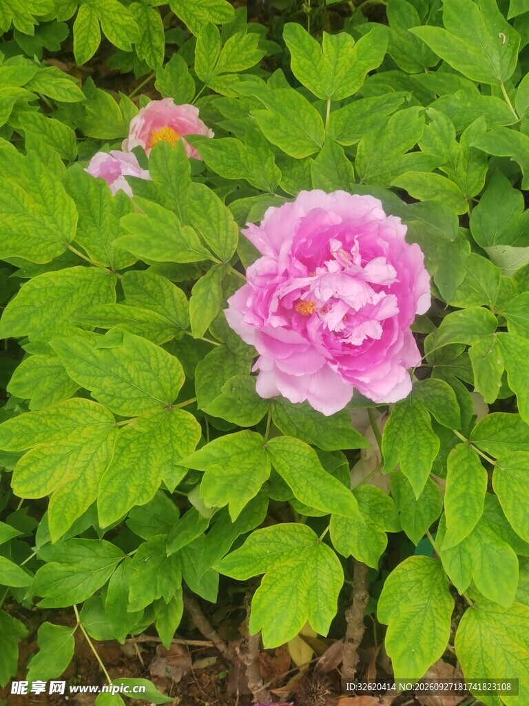 绿叶丛中粉牡丹