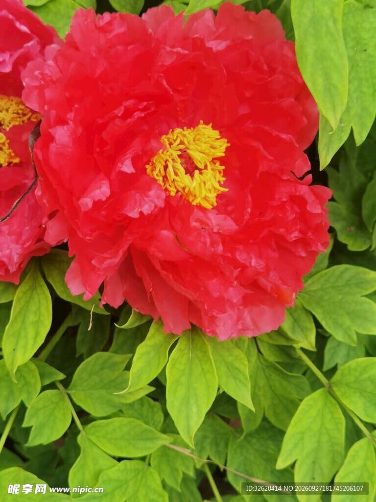 盛放的红色牡丹花