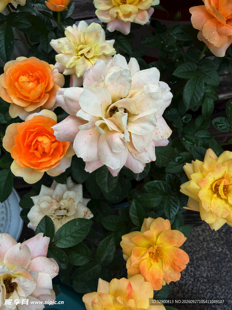 多彩月季花簇