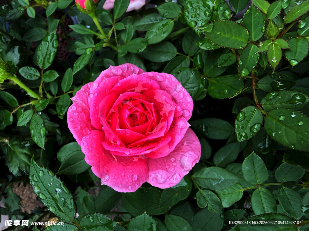雨后玫红月季花