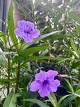 翠芦莉紫色花卉实拍